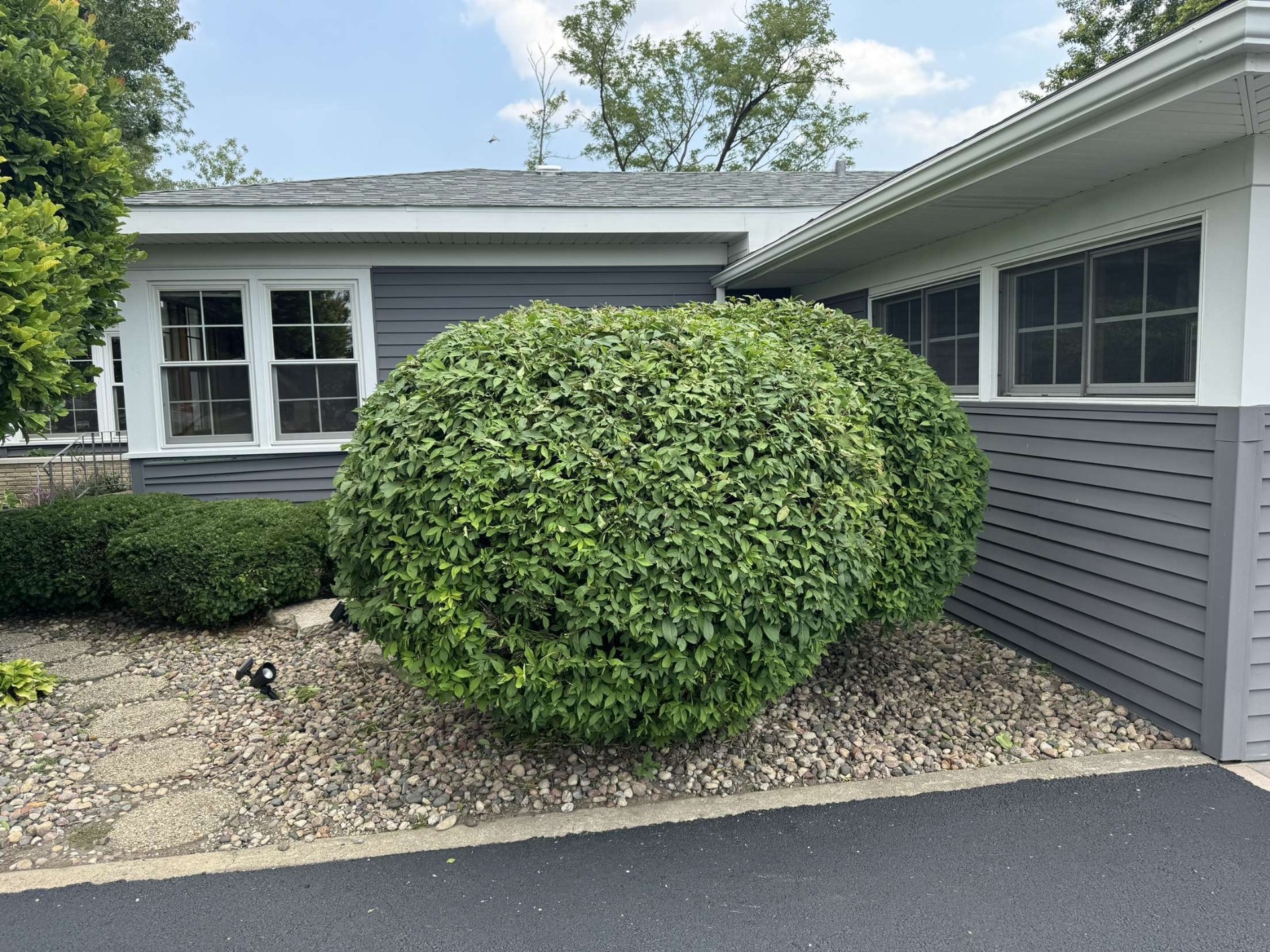 Shrub Trimming