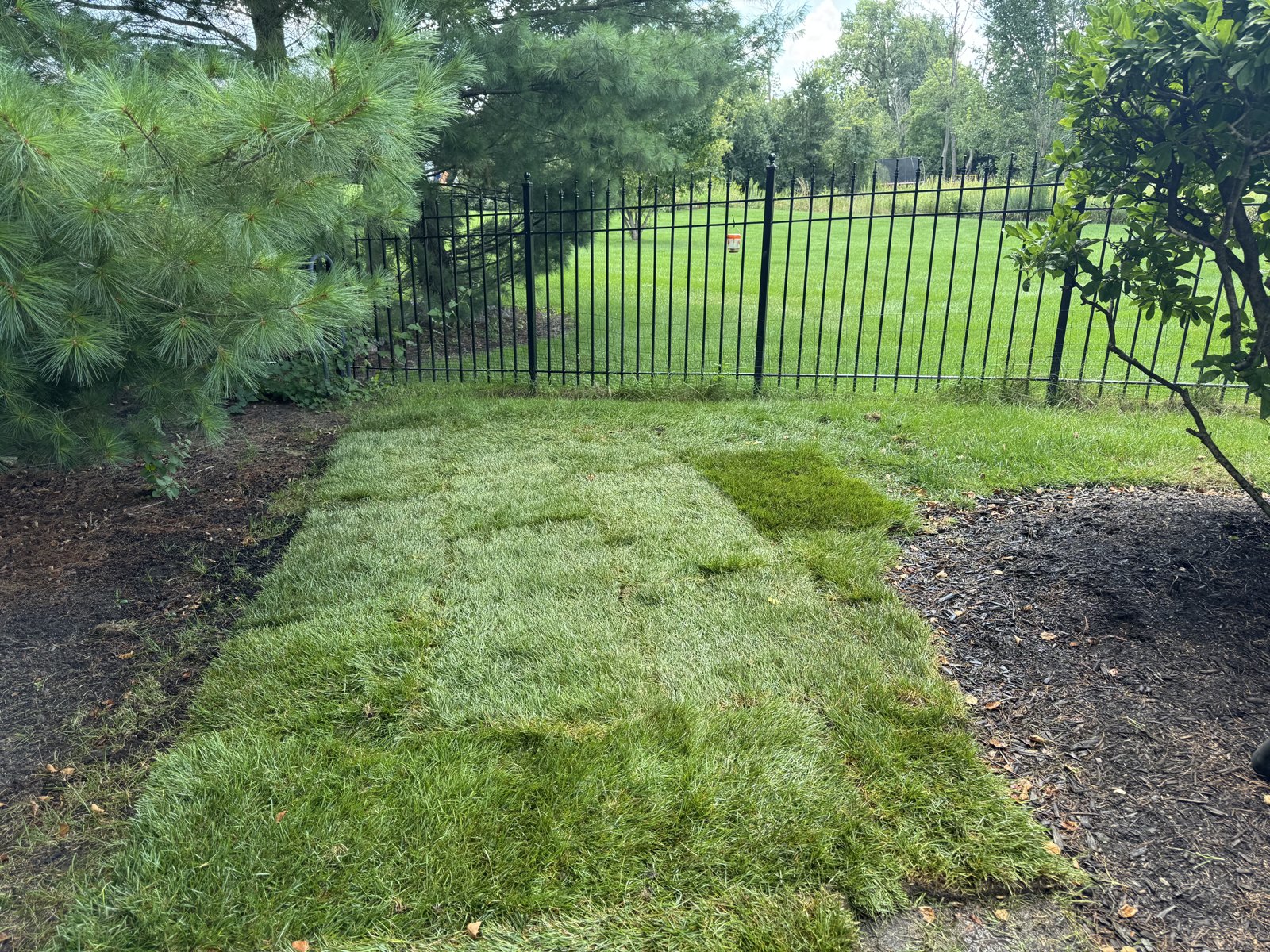 Newly laid sod with crisp edges